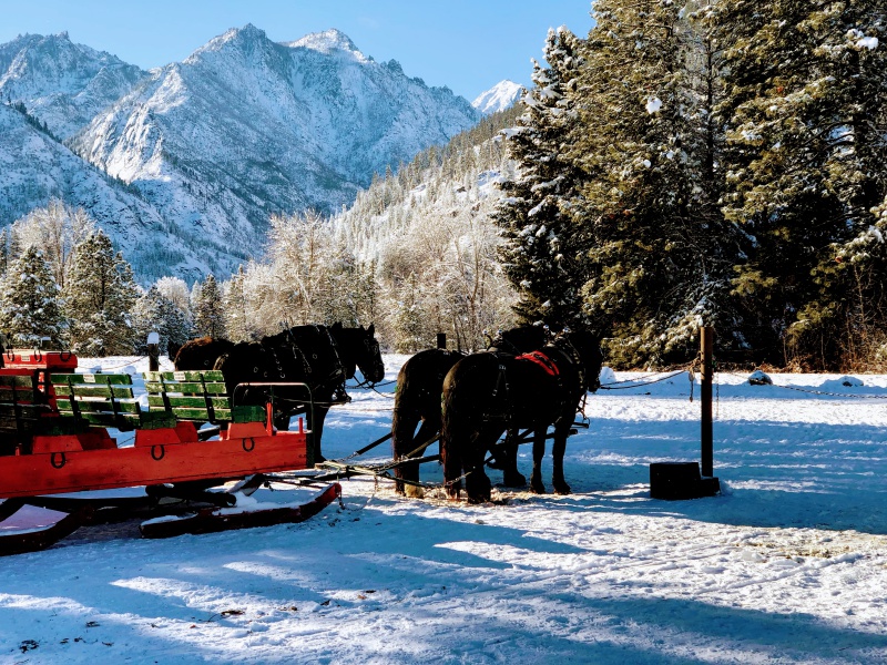 PIcture of winter sleigh rides in Icicle
